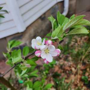 Opening columnar apple blossom