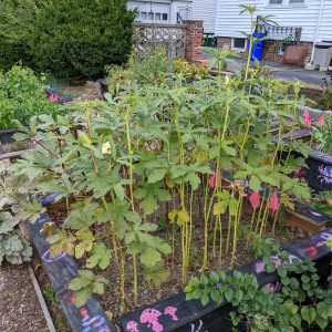 Raised garden bed full of okra